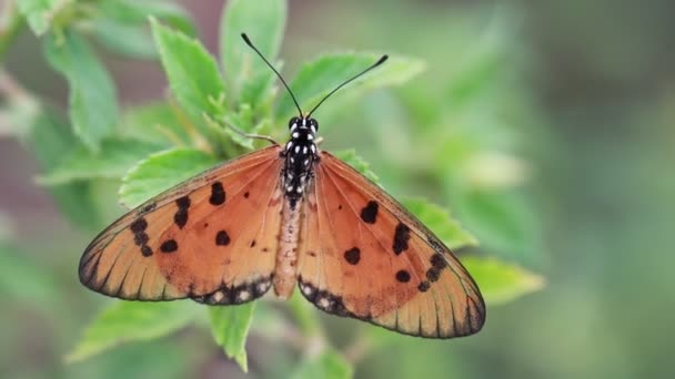 Acraea Terpsicore タウニーのコースター タウニーコースター蝶 この映像は インドのチェンナイ沿岸沿岸の草原地帯から撮影されたものです — ストック動画