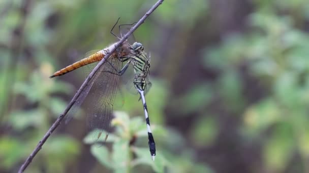 Ένα Gomphidae Dragonfly Ένα Άλλο Pantala Flavescens Dragonfly Κυνήγι Και — Αρχείο Βίντεο