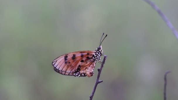 Acraea Terpsicore Tawny Coster Tawny Coster Butterfly Footage Taken Grassy — Stock Video