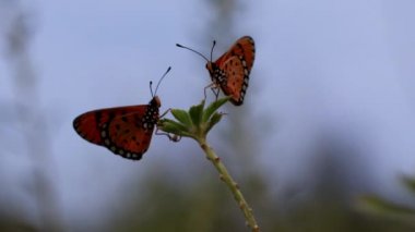İki Tawny Coster kelebeği akşam bir bitkinin üst kısmında yüz yüze otururlar, böcekler gün batımında dinlenirler.