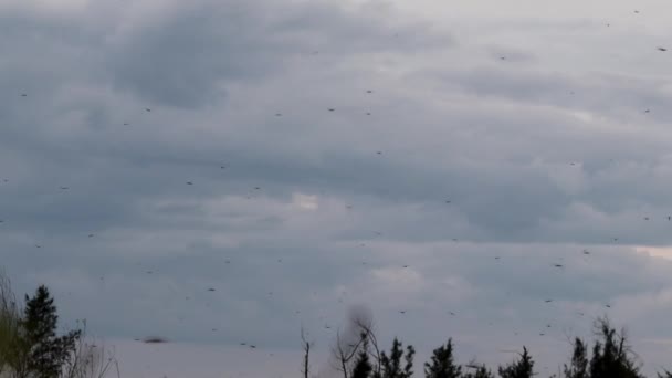 Durante Los Días Lluviosos India Grandes Grupos Insectos Libélulas Vuelan — Vídeo de stock