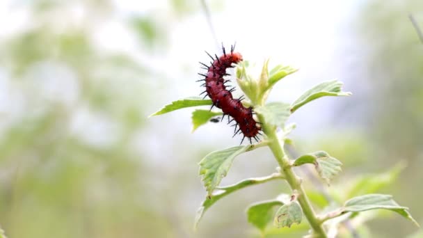 Acraea Terpsicoreの黒い幼虫 タウニーのコスター 植物の葉の上に食べ物を探しているタウニー コスター蝶 — ストック動画
