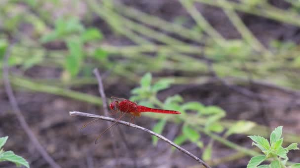 Closeup Profile View Beautiful Red Dragonfly Perching Straw Attractive Open — Stock Video