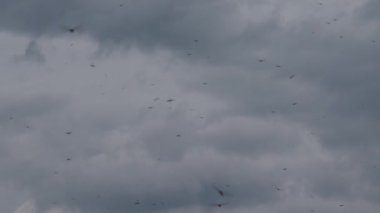 Birkaç yusufçuk su kaynağının üzerinde ve güneş battıktan sonra yoğun bulutların altında uçuyor.