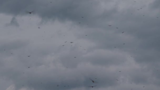 Několik Vážky Létají Nad Zdrojem Vody Pod Hustými Mraky Západu — Stock video