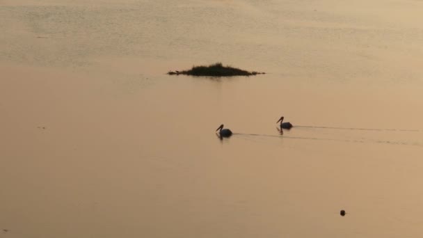 Due Uccelli Silhouette Pellicano Nuotare Sull Acqua Mattino Alba Durante — Video Stock