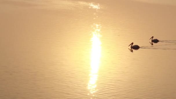二人のペリカンが川の水の上で輝く太陽の光線を泳いで渡ることを意味します — ストック動画