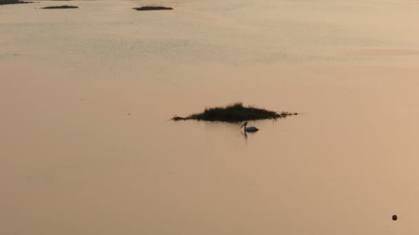 朝になると川の水の中で魚を探している空腹のペリカン — ストック動画