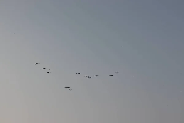 Flock Water Birds Flying Blue Sky Morning — Stock Photo, Image