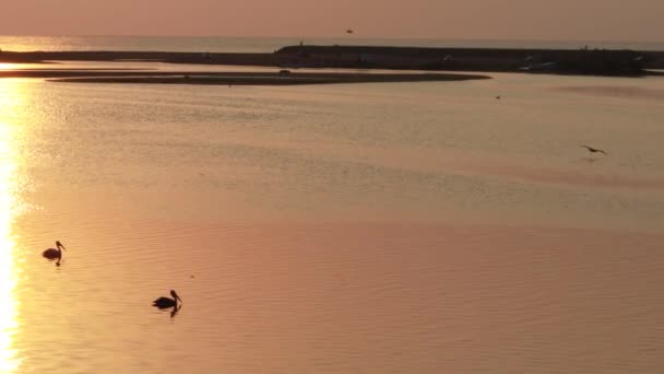 2羽の空腹のペリカン鳥が朝の日の出に水の上に浮かんで食べ物を探し ペリカンは水から飛びます 野生の自然短い映像 — ストック動画