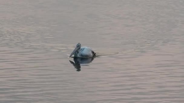 太陽が昇る前にペリカン鳥が純粋な水の湖に浮かぶ — ストック動画