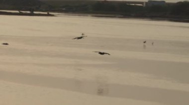 Bir pelikan kuşu sürüsü sabah güneş doğmadan önce su gölüne iniyor. Vahşi yaşam, deniz kuşu.