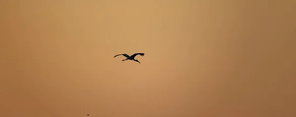 Een Silhouet Beschilderde Ooievaar Vogel Vloog Morgen Lucht Zoek Naar — Stockfoto