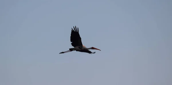 Målad Stork Fågel Flög Upp Skyn Morgonen Jakt Efter Mat — Stockfoto