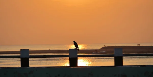 Silhouette Corneille Oiseau Assis Sur Pont Rivière Lever Soleil Voyage — Photo