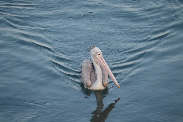 Close Seup Pandangan Depan Brown Burung Pelican Mengambang Danau Air — Stok Foto