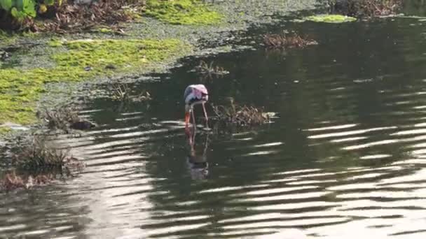 絵付けされたコウノトリは 食料を求めて湖の水の下にくちばしを置くことによって狩猟戦略を作ります — ストック動画