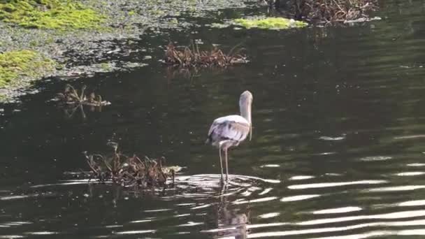 Głodny Malowany Bocian Ptak Spaceruje Jeziorze Poszukiwaniu Zdobyczy — Wideo stockowe