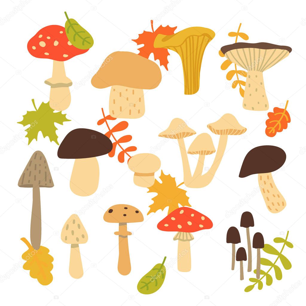 Forest mushroom collection. Set of items isolated on white background. Vector illustration.