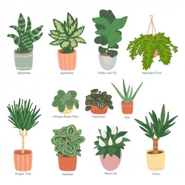 Houseplants koleksiyonu beyaz arka plan üzerinde izole. Ev bahçesi. Elle çizilmiş düz vektör illüstrasyon