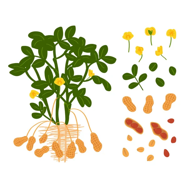 Erdnusspflanze, Samen und Blumen auf weißem Hintergrund. Rohstoffe. Vektor-Illustration im freihändig gezeichneten Stil — Stockvektor