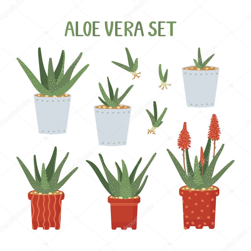 Aloe Vera Set. Cultivated for agricultural, medicinal, cosmetics uses. The element of interior decoration. Potted plants isolated on white background. Indoors. Vector illustration in hand drawn style