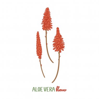Aloe vera çiçekleri beyaz arka planda izole edilmiş. Bir buket nadir çiçek. El yazması çizim tarzında vektör illüstrasyonu