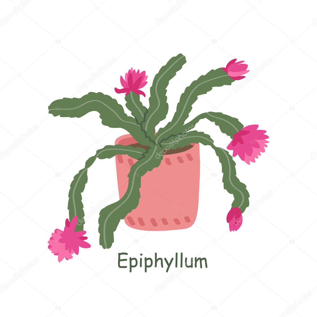 Epiphyllum plant isolated on a white background. Cute cactus. Vector illustration in cartoon style