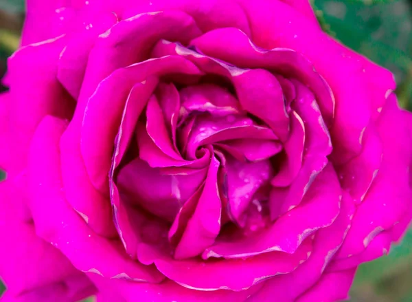 Gros Plan Macro Rose Rose — Photo