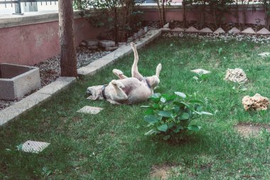 Mutlu Yetişkin Kadın Labrador Köpek Bahçede