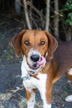 Açık Kahverengi ve Beyaz Pet köpek