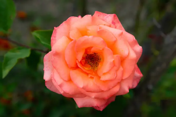 Nahaufnahme Makro Bunte Blume — Stockfoto