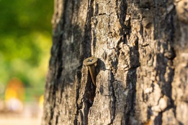 ahşap ve çivi yakın