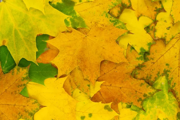 Contexte des feuilles d'automne — Photo