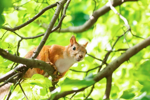 Squirrel Poses Camera Sitting High Tree Branch — Stock Photo, Image