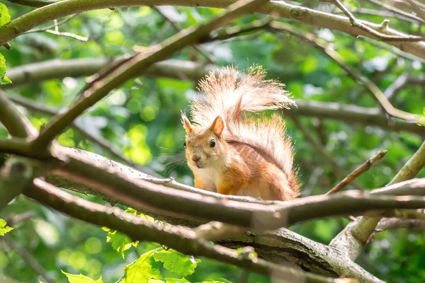 Squirrel Poses Camera Sitting High Tree Branch — Stock Photo, Image