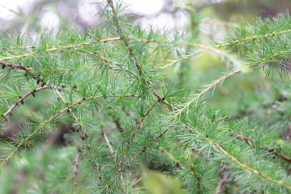 Background Pine Branches Needles Close — Stock Photo, Image