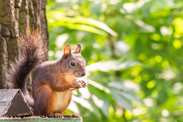 Squirrel Sits Feeding Trough Eats Nuts — Stock Photo, Image