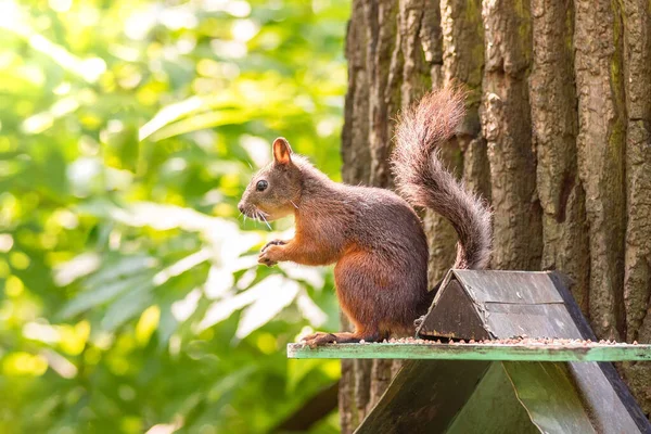 Squirrel Sits Feeding Trough Eats Nuts — Stock Photo, Image