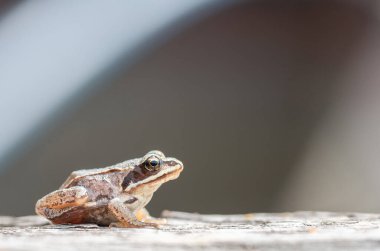 Tahtada küçük bir kurbağa oturuyor.