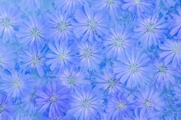 背景上布满了蓝色的玉米花 — 图库照片
