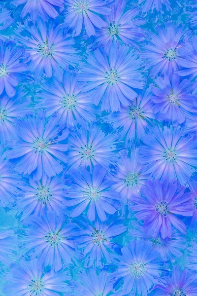 Hindiba Çiçeklerinin Arkaplanı Kapat — Stok fotoğraf