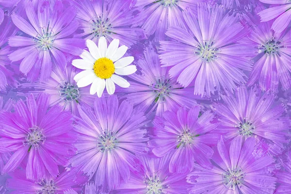 Tło Dzikich Kwiatów Cykorii Biały Kwiat Rumianku — Zdjęcie stockowe