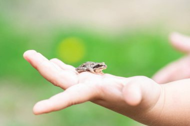 Bir çocuk elinde küçük bir kurbağa tutar.