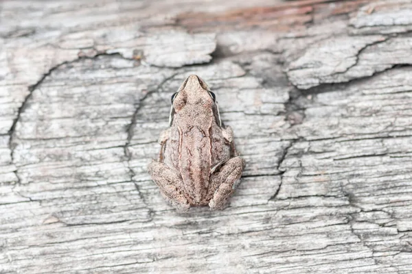 Malá Žába Sedí Dřevěné Desce — Stock fotografie