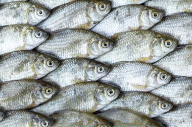 Arka plan için küçük sazanlar sıraya dizilir. balık arkaplanı