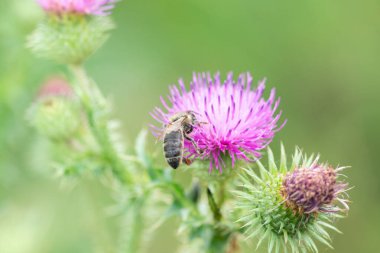 Büyük arı çiçek açan bir devedikeni çiçeğinin üzerinde oturuyor, yakın plan, makro fotoğraf