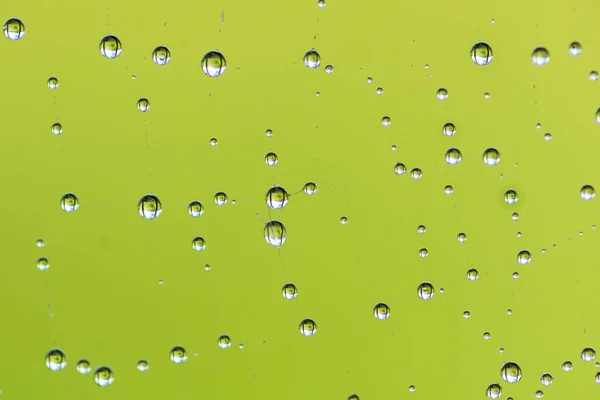 Background Web Little Drops Dew Located — Stock Photo, Image
