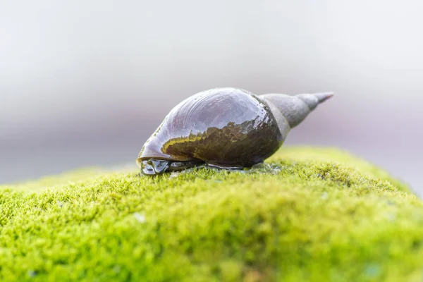 大きなカタツムリが苔で覆われた石の上を這い — ストック写真