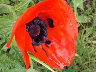 Büyüleyici güzel ateşli yanan kırmızı haşhaş